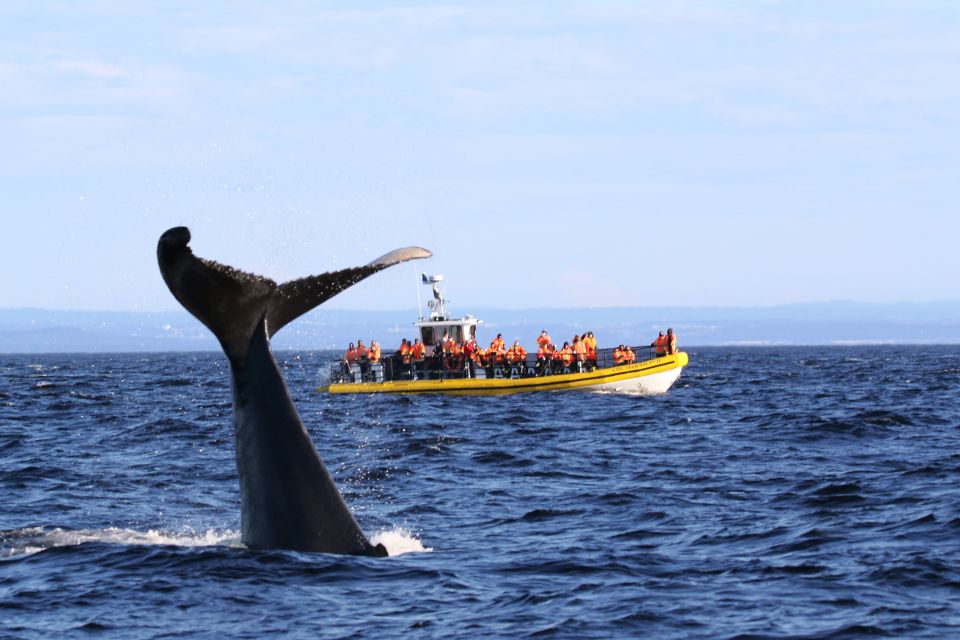 Observer baleines tadoussac