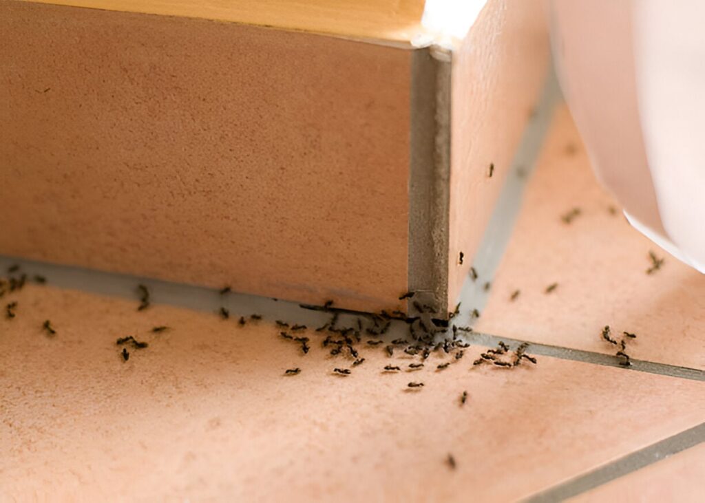 Fourmis dans la maison : signification et solutions