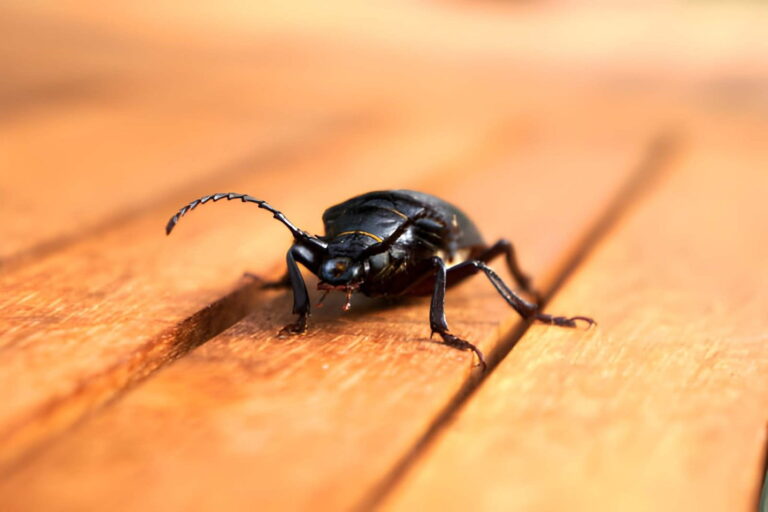 exemple de insecte noir identification